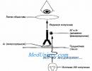 Polarizing microscope