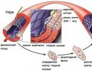 Increasing Nitric Oxide Levels: A Different Approach to Bodybuilding