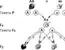 Allelic genes, their properties