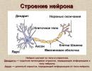 Nervous tissue Functions of human nervous tissue