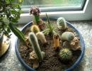 Cactus habitat, cactus habitat adaptability