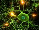 Электрические свойства нейронов Зависимость функции нейрона от его формы