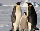 Message about Antarctica Geographical tale about Antarctica